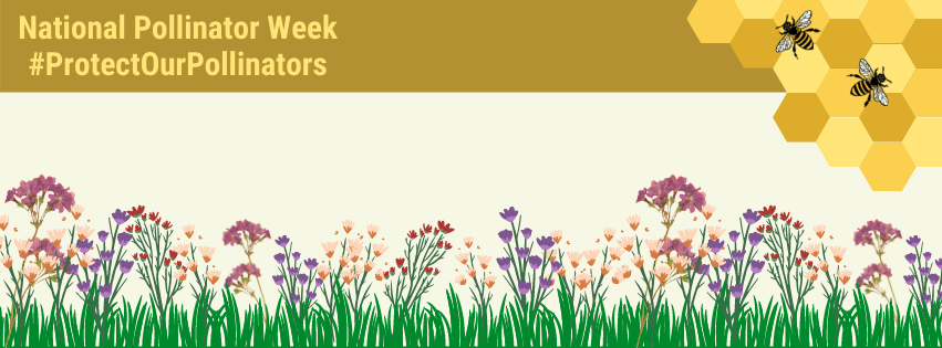 National Pollinator Week Facebook Cover